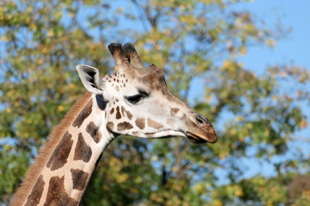 Giraffe
