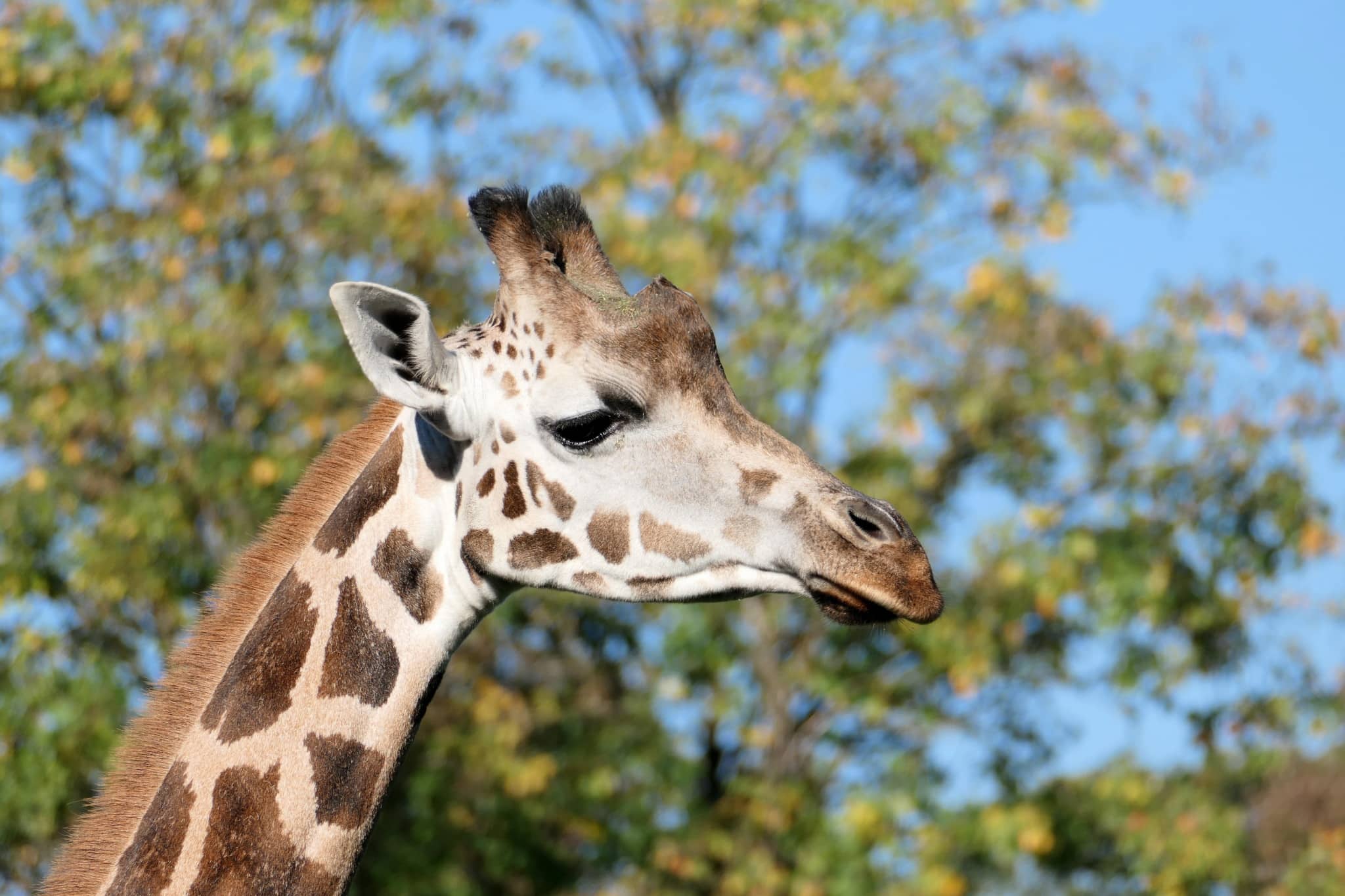 Giraffe Tara PB