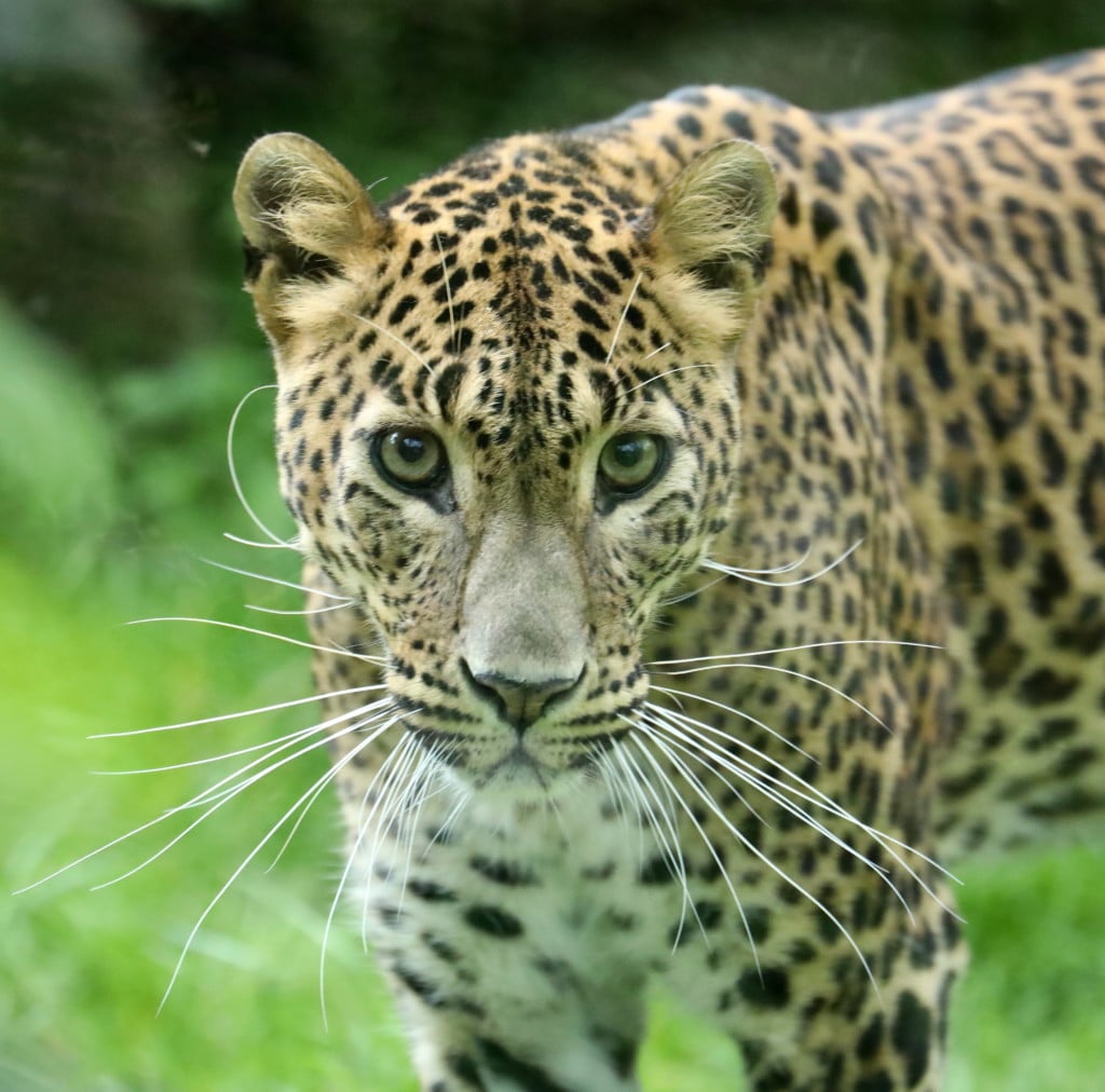 Leopard