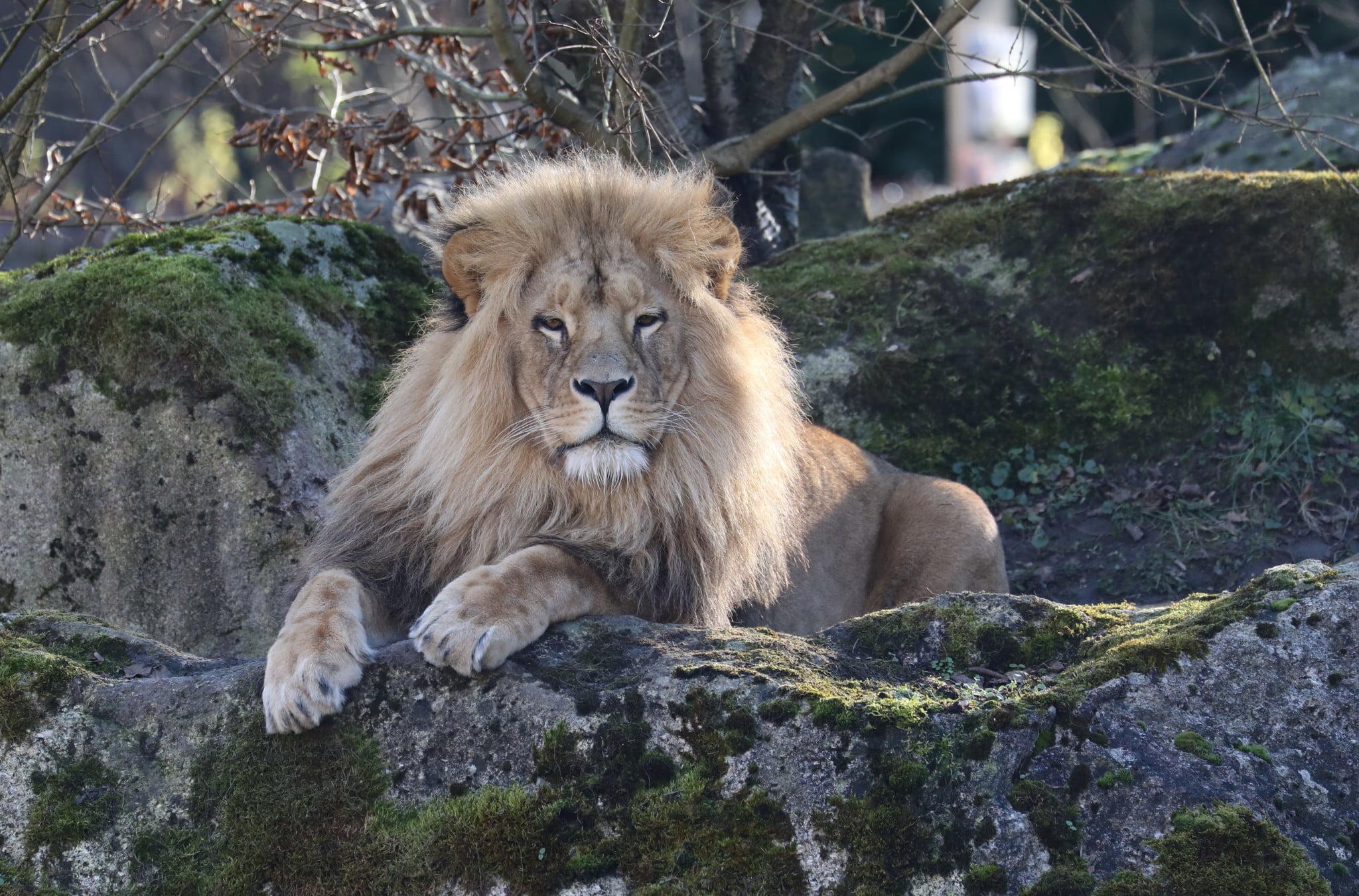 Löwe Afri. Löwe 111 Panthera Leo Bleyenberghi Afrika PB