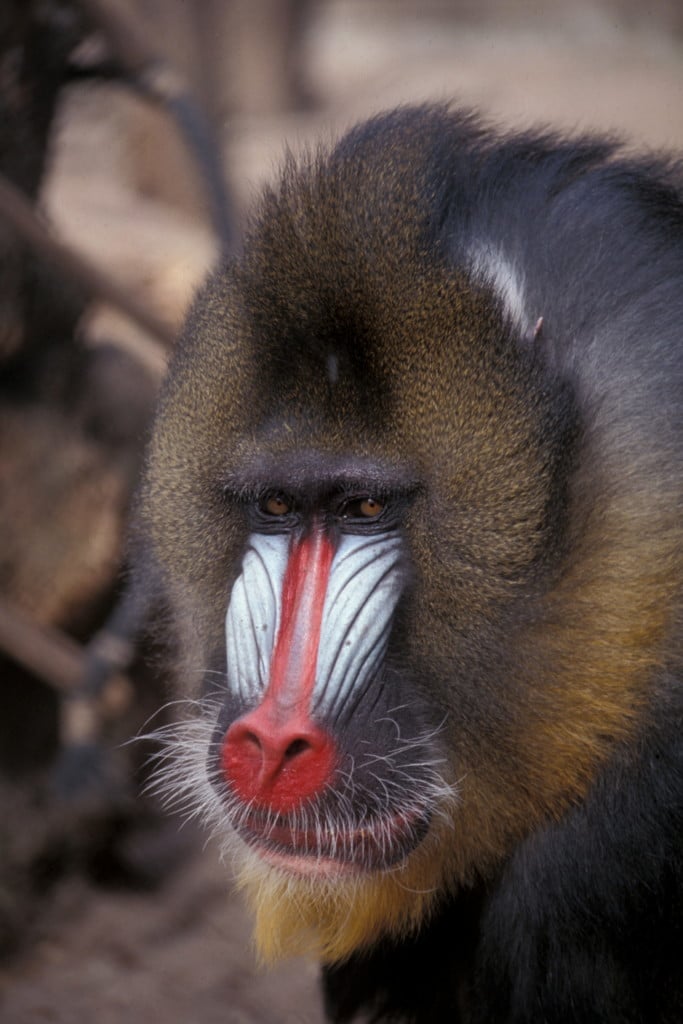 Mandrill