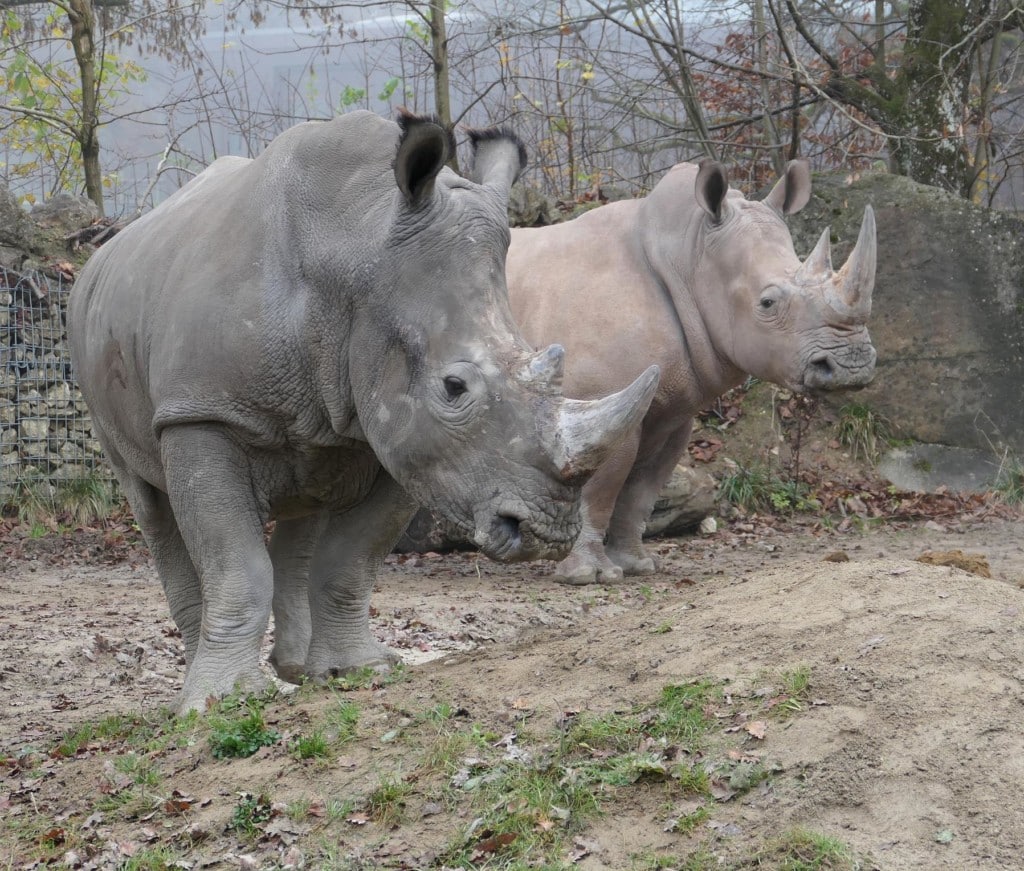 Nashorn