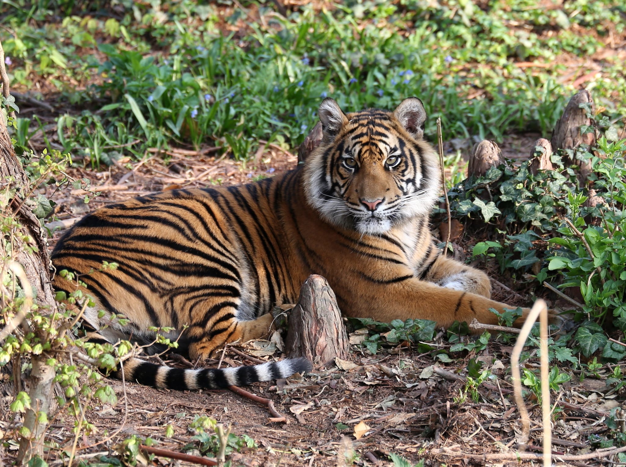 Sumatratiger Berani PB