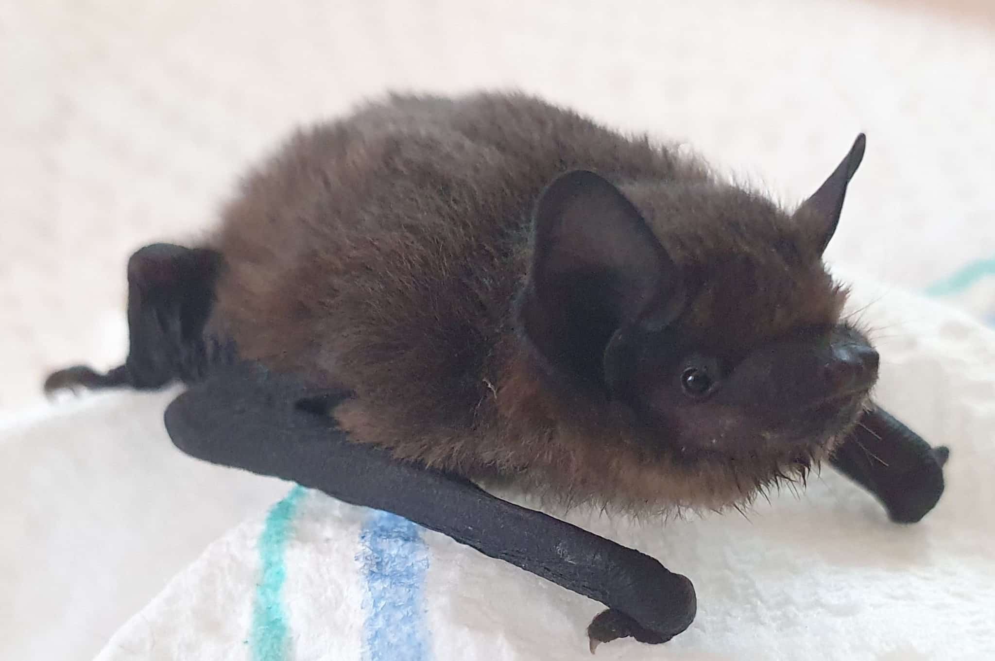 Zwergfledermaus - Claudia Weißschaedel Zwergfledermaus - Claudia Weißschaedel