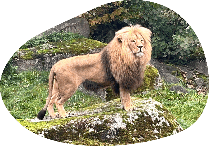 Zoo Augsburg Loewe FH