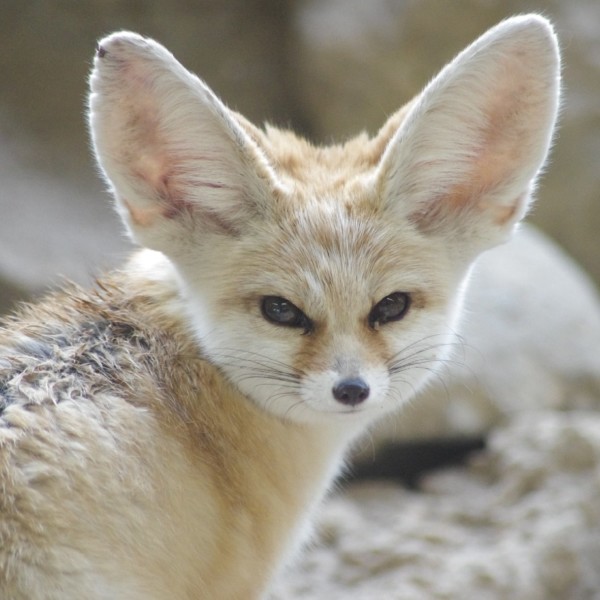 Fenneks TJ