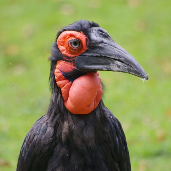 SuedlicherHornrabe TJ