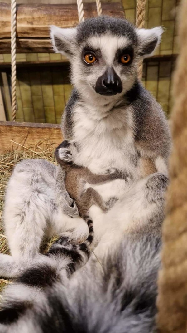 Kattajungtier Katrin Werner