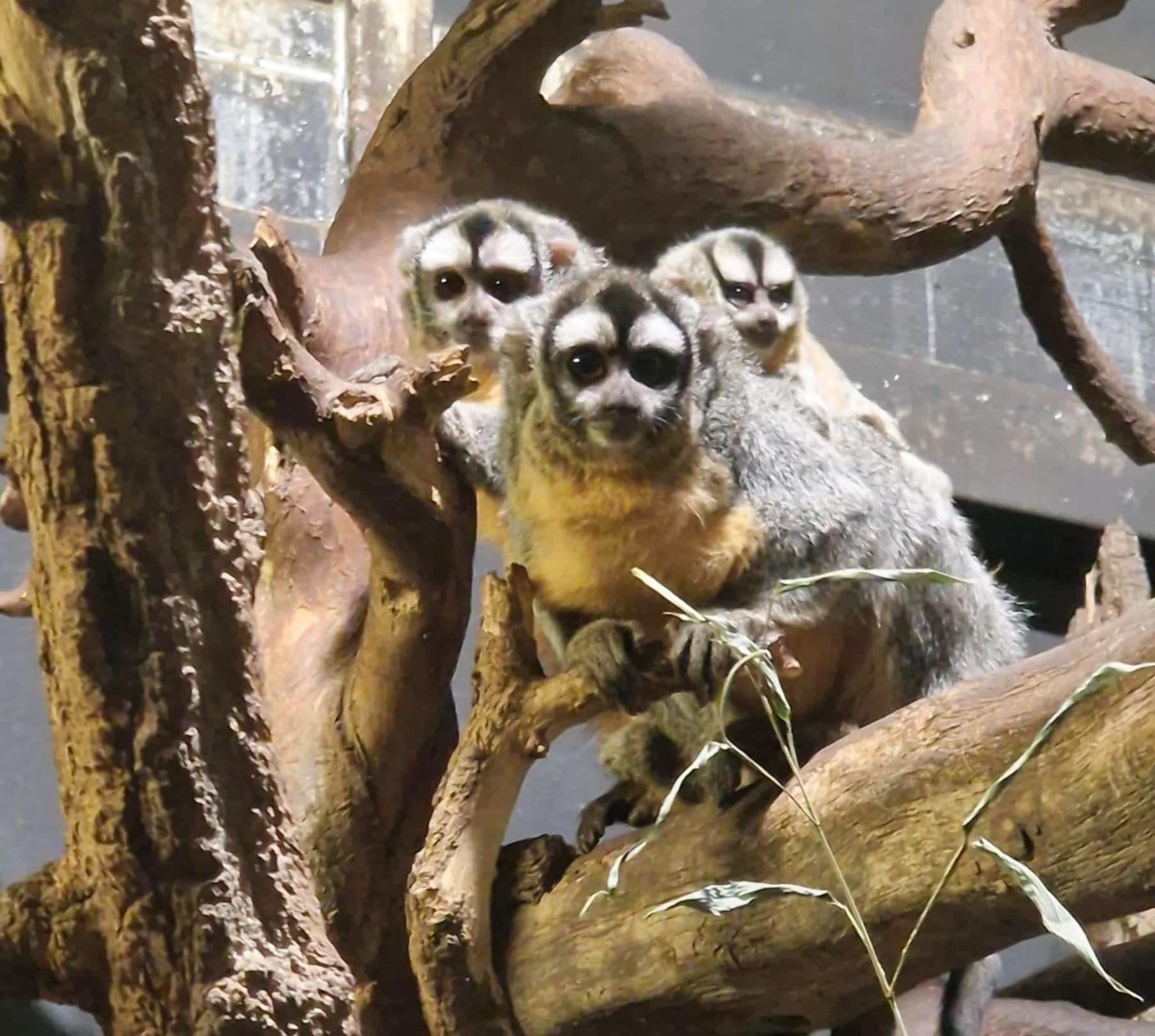 Nachtaffen Peter Bretschneider