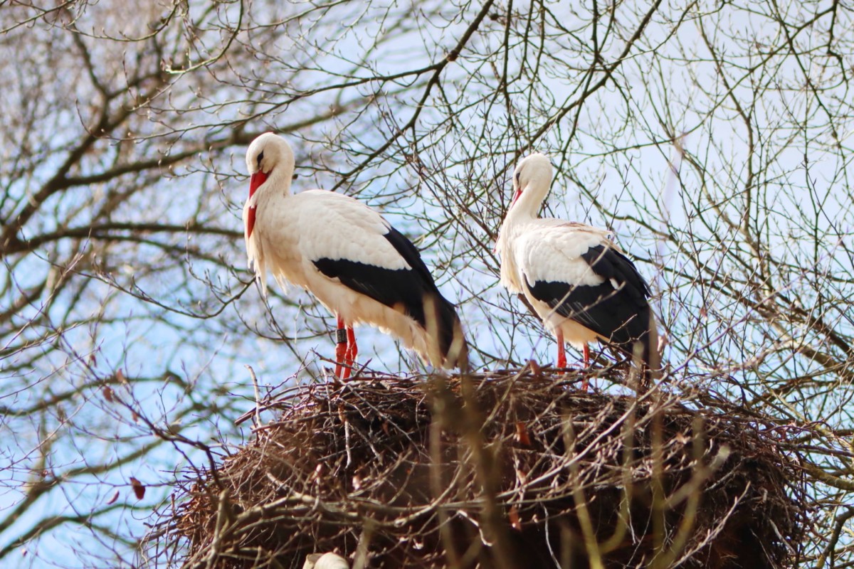 Storch Gerhard Mayer