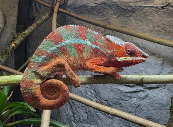 Chamäleon – Peter Bretschneider