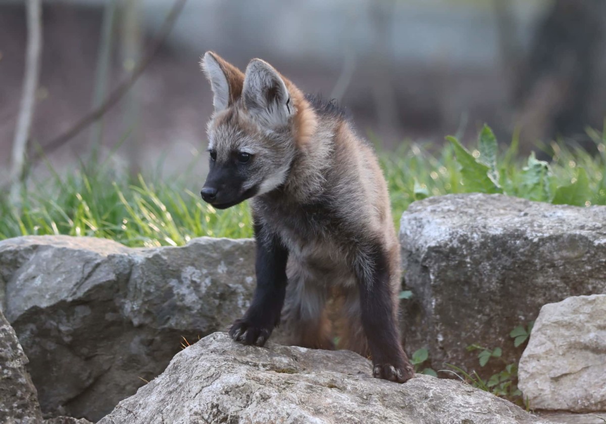 Mähnenwolf – Peter Bretschneider