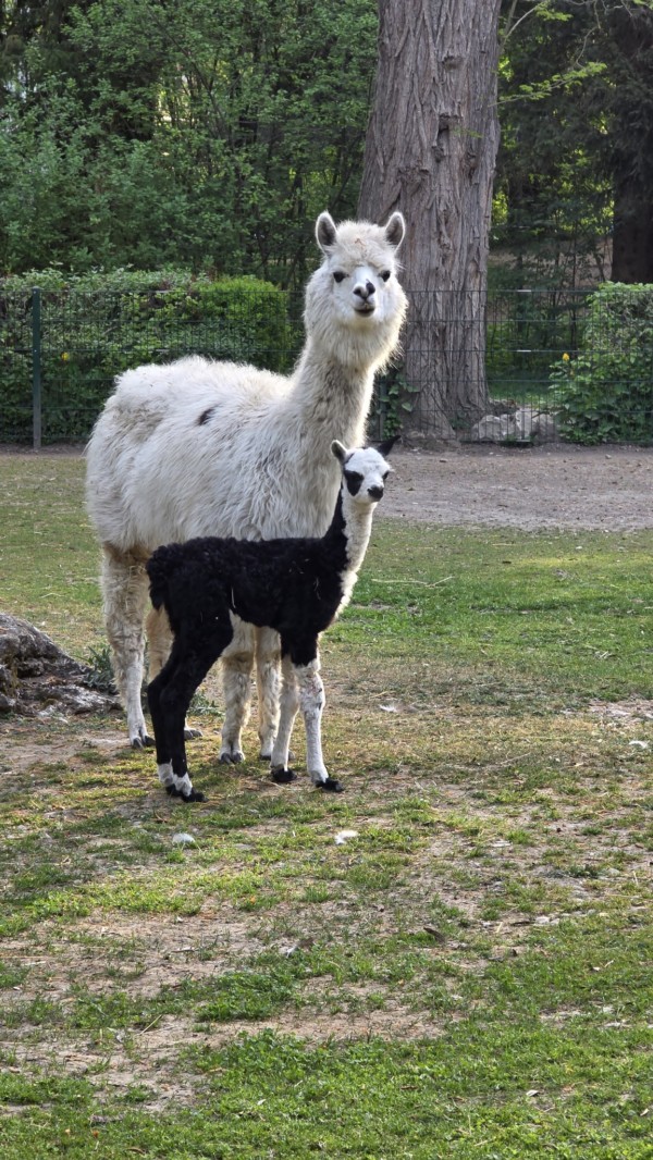 05 2026 Bild Jungtier Alpaka Zoo Augsburg