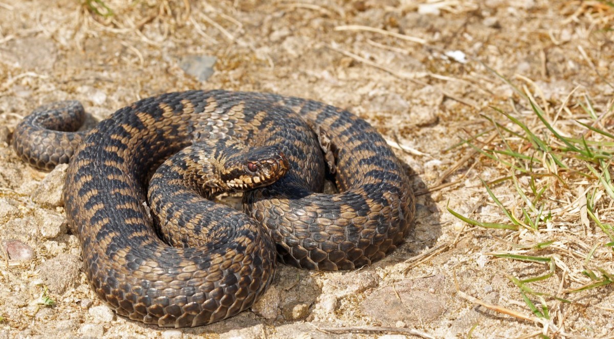 Vipera Berus