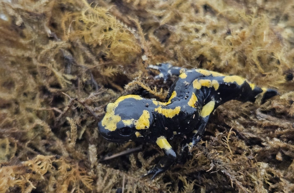 Feuersalamander - Philipp Wagner