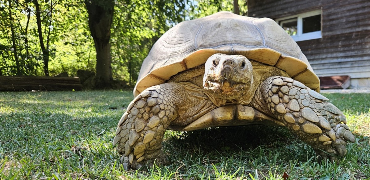 Bild 8 Sulcata Philipp Wagner