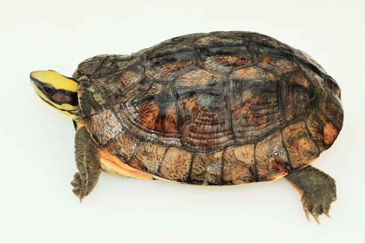 Bild 3 Cuora Trifasciata