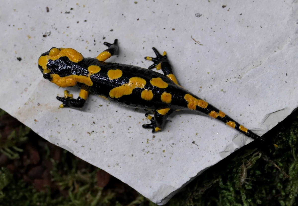 Feuersalamander. Photo: Maximilian Fuchs